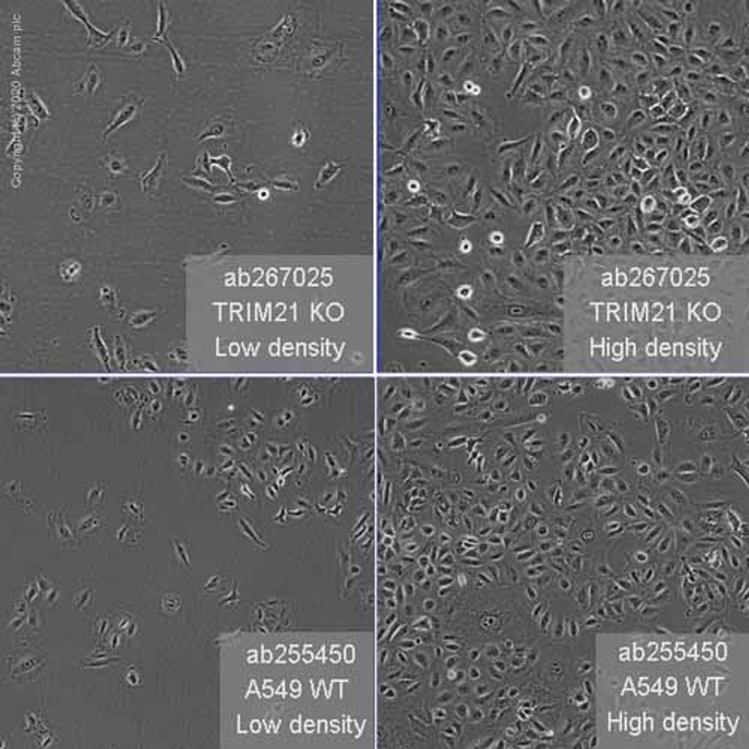 Human TRIM21 (SS-A) knockout A549 cell line - Abcam plc - Life Sciences
