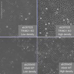 Human TRIM21 (SS-A) knockout A549 cell line - Abcam plc - Life Sciences