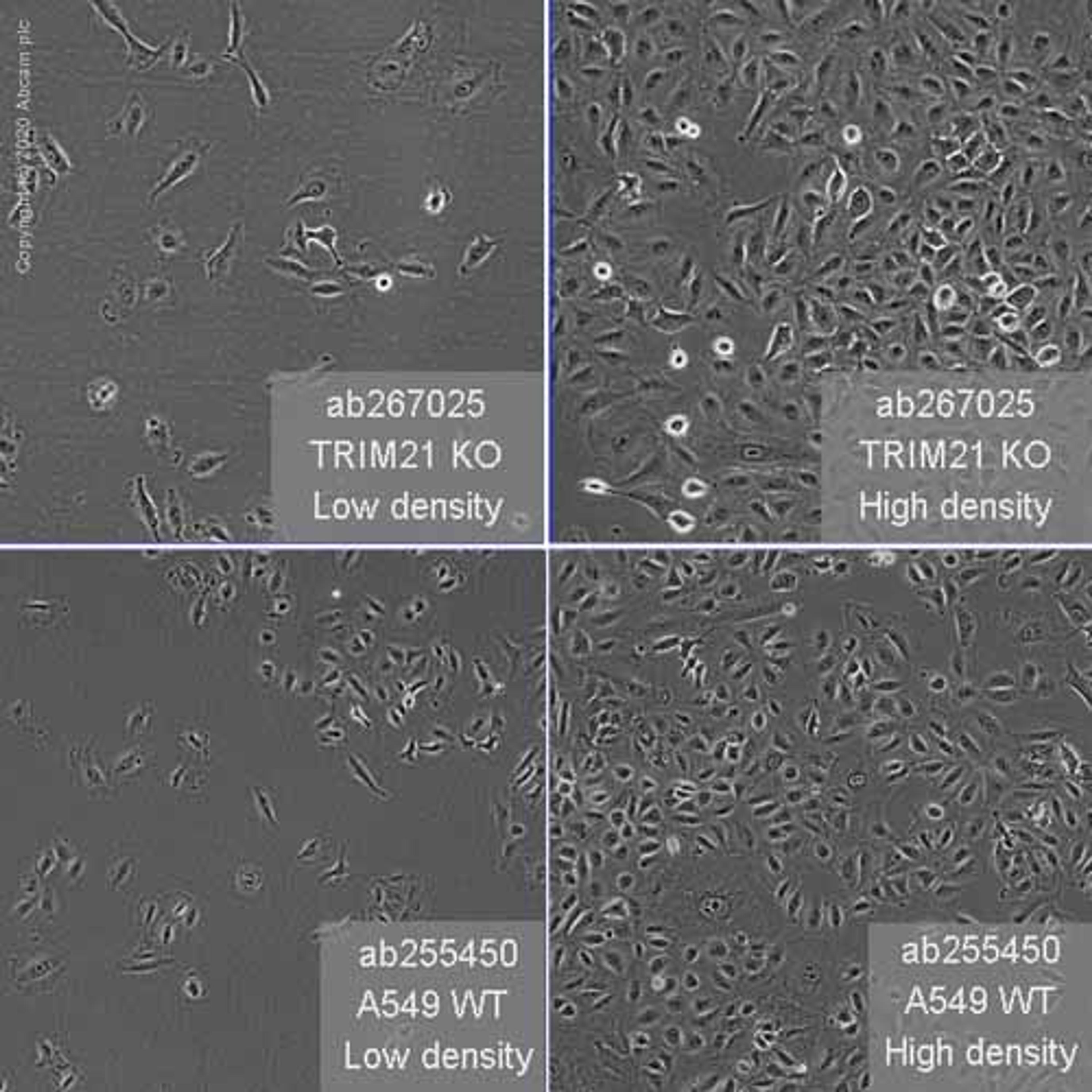 Human TRIM21 (SS-A) knockout A549 cell line - Abcam plc - Life Sciences