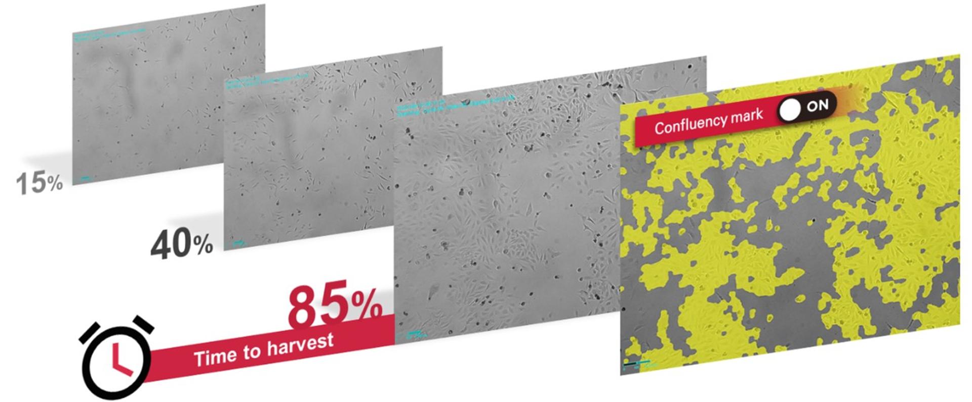 Celloger® Stack time to harvest