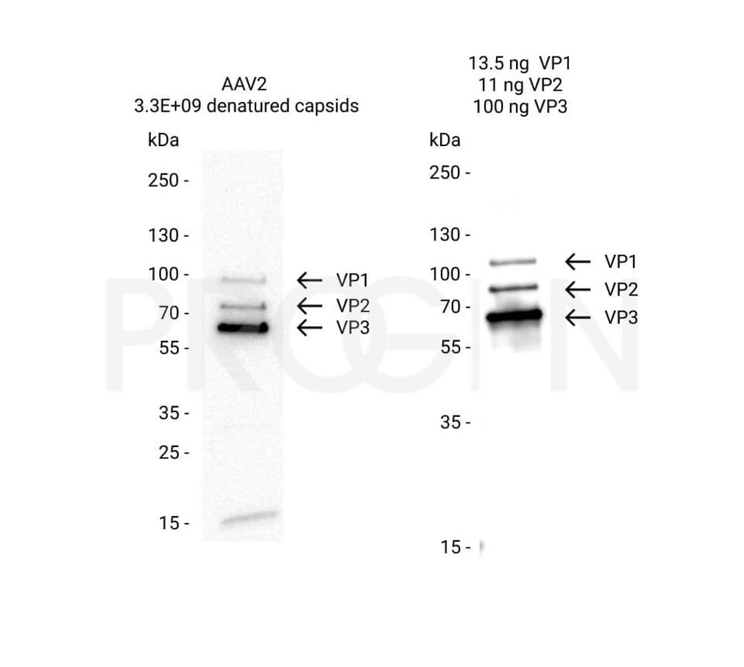 AAV2 VP1, recombinant protein - PROGEN - Life Sciences