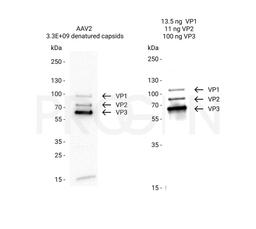 AAV2 VP1, recombinant protein - PROGEN - Life Sciences