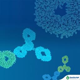 GenScript Anti-Idiotype Antibodies - GenScript - Life Sciences