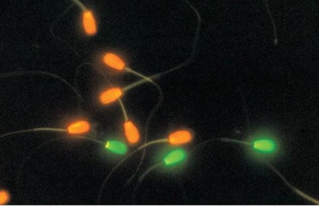 LIVE/DEAD™ Sperm Viability Kit - Thermo Fisher Scientific - Life Sciences