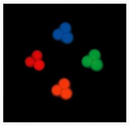 TetraSpeck™ Microspheres, 0.1 µm, fluorescent blue/green/orange/dark red - Thermo Fisher Scientific - Life Sciences