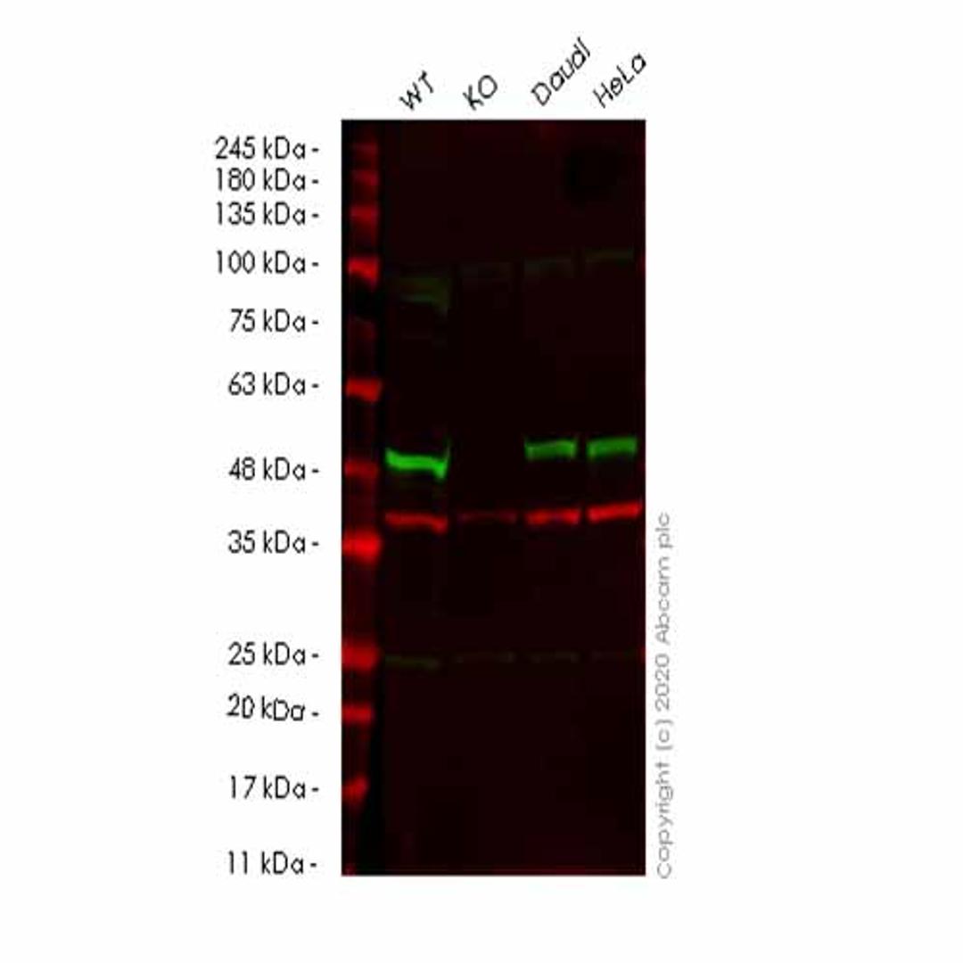 Human SMARCB1 (SNF5) knockout HEK293T cell line - Abcam plc - Life Sciences