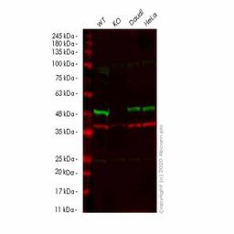 Human SMARCB1 (SNF5) knockout HEK293T cell line - Abcam plc - Life Sciences