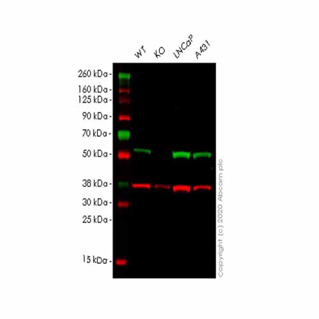 Human TXNRD2 knockout HEK293T cell line - Abcam plc - Life Sciences