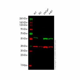 Human TXNRD2 knockout HEK293T cell line - Abcam plc - Life Sciences