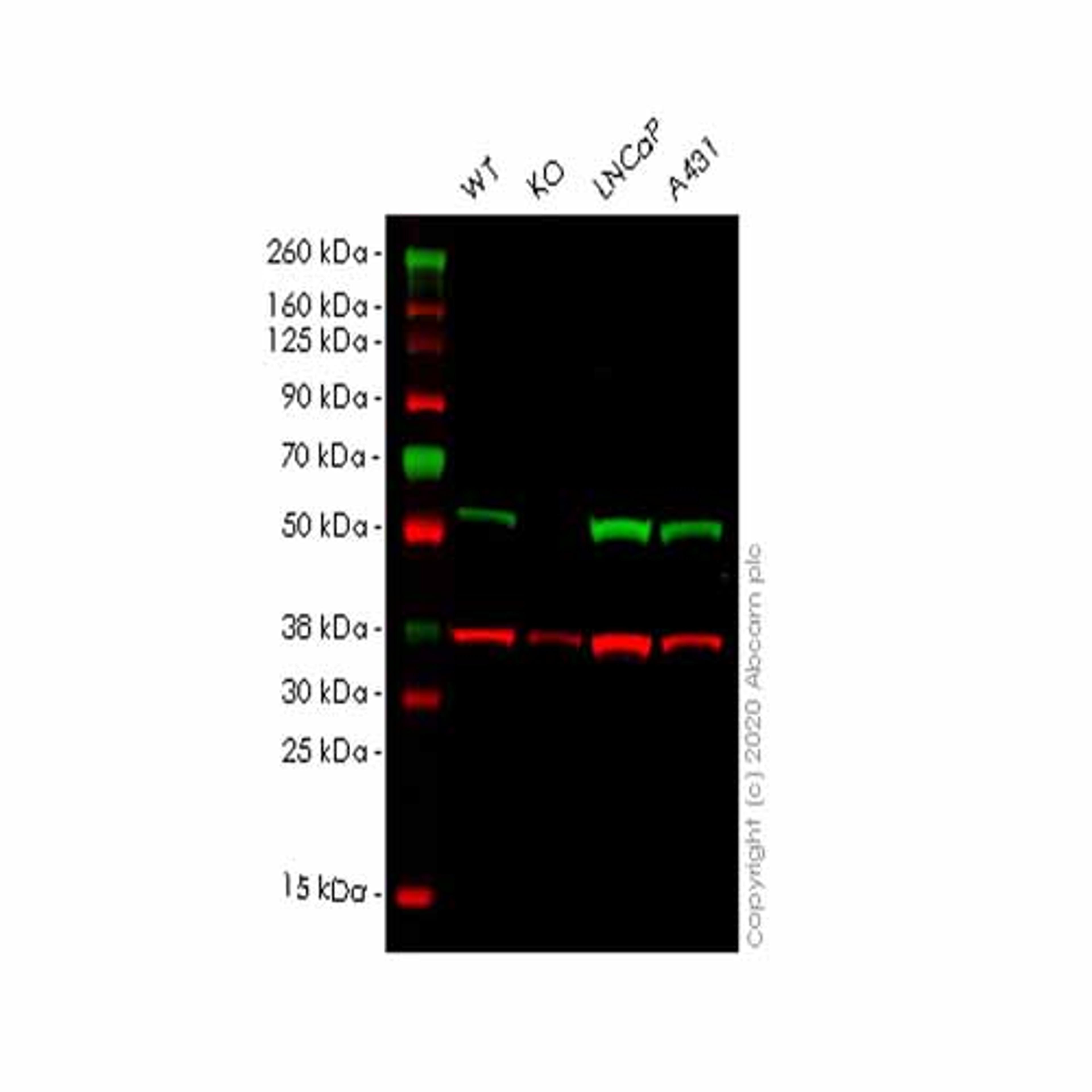 Human TXNRD2 knockout HEK293T cell line - Abcam plc - Life Sciences