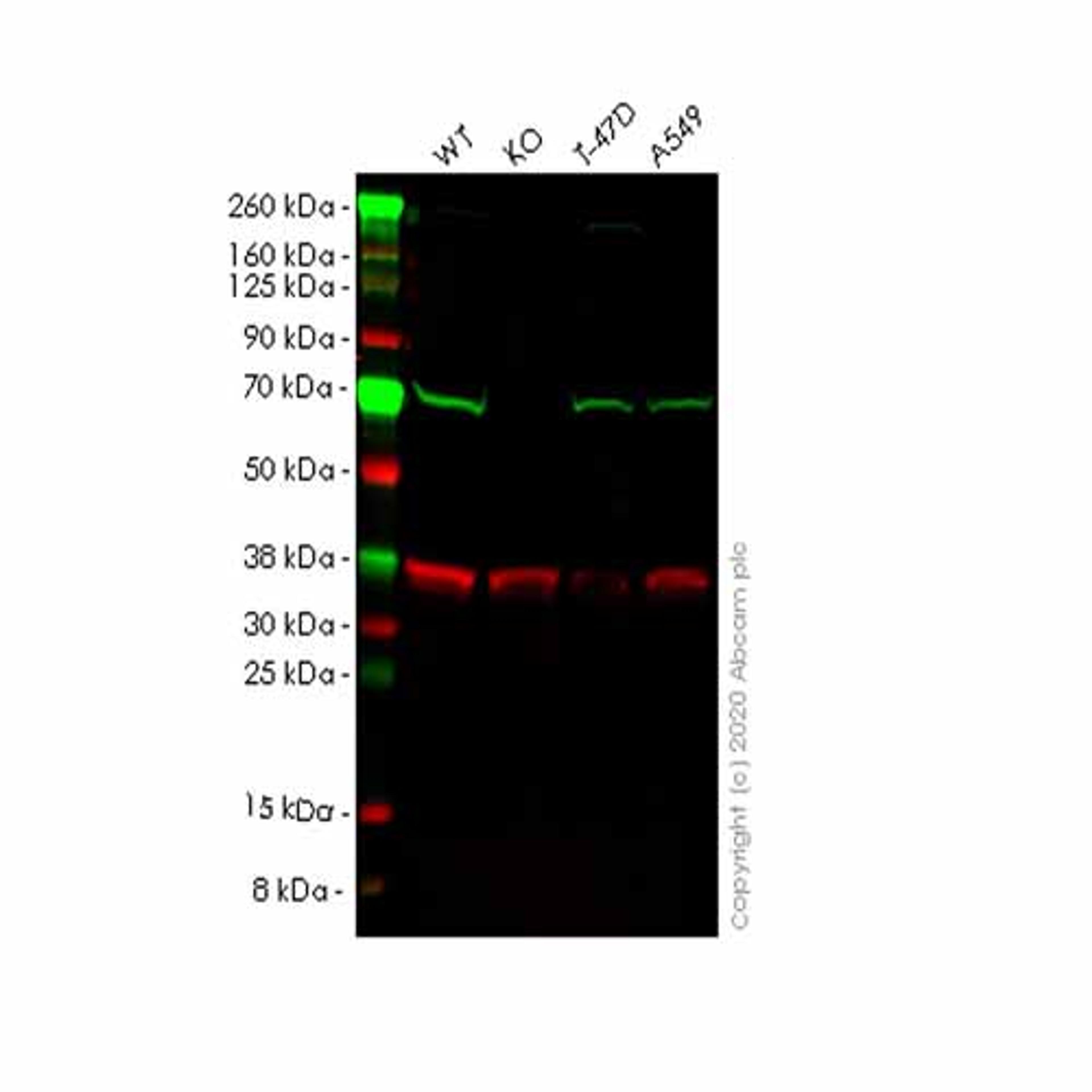 Human LTA4H (Leukotriene A4 hydrolase) knockout HEK293T cell line - Abcam plc - Life Sciences