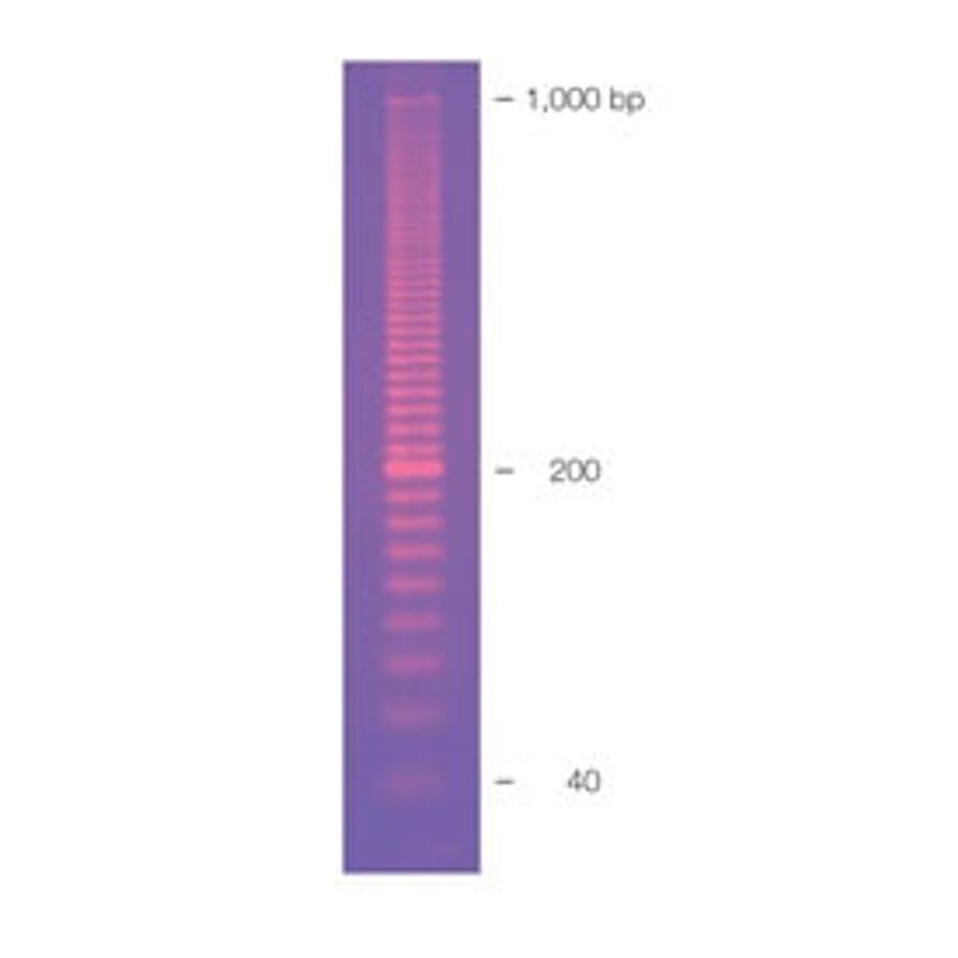 EZ Load 20 bp Molecular Ruler - Bio-Rad - Life Sciences