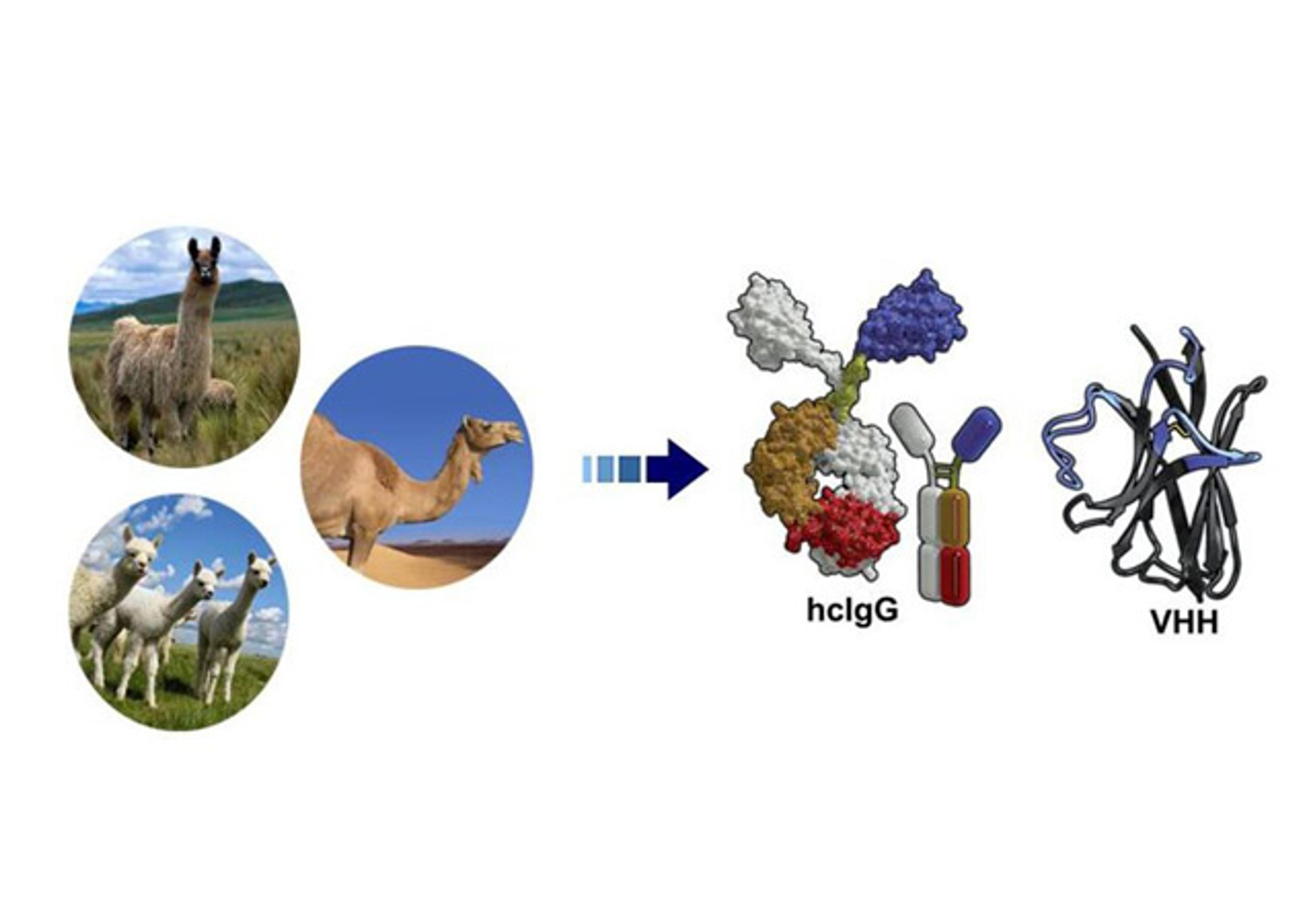 Single Domain Antibody (SdAb) Discovery Services - Creative Biolabs - Drug Discovery & Development