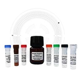 Gyrolab® Protein A Kit for MabSelect SuRe Ligand - Gyros Protein Technologies - Life Sciences