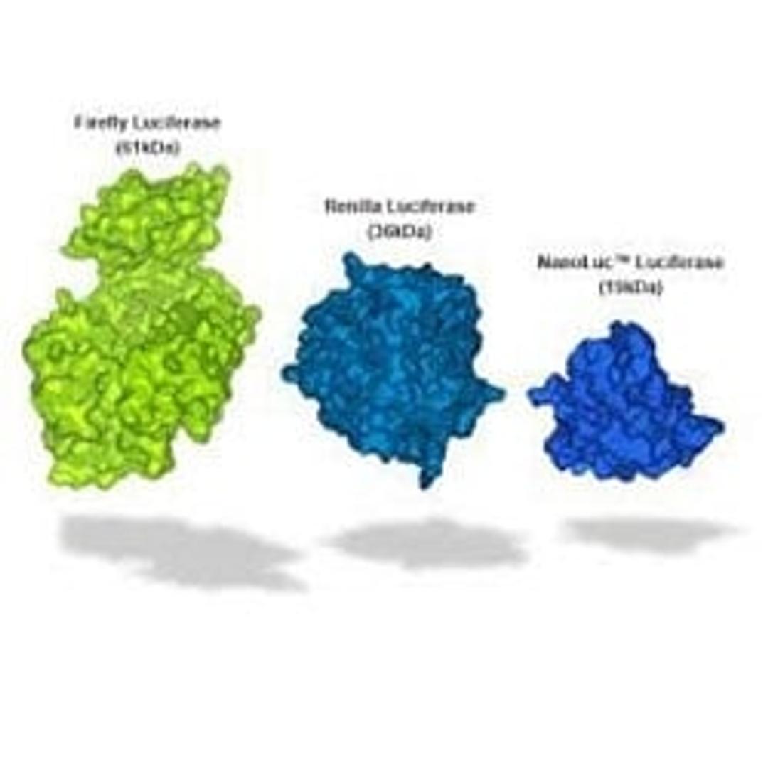 NanoLuc® Luciferase - Promega Corp. - Life Sciences