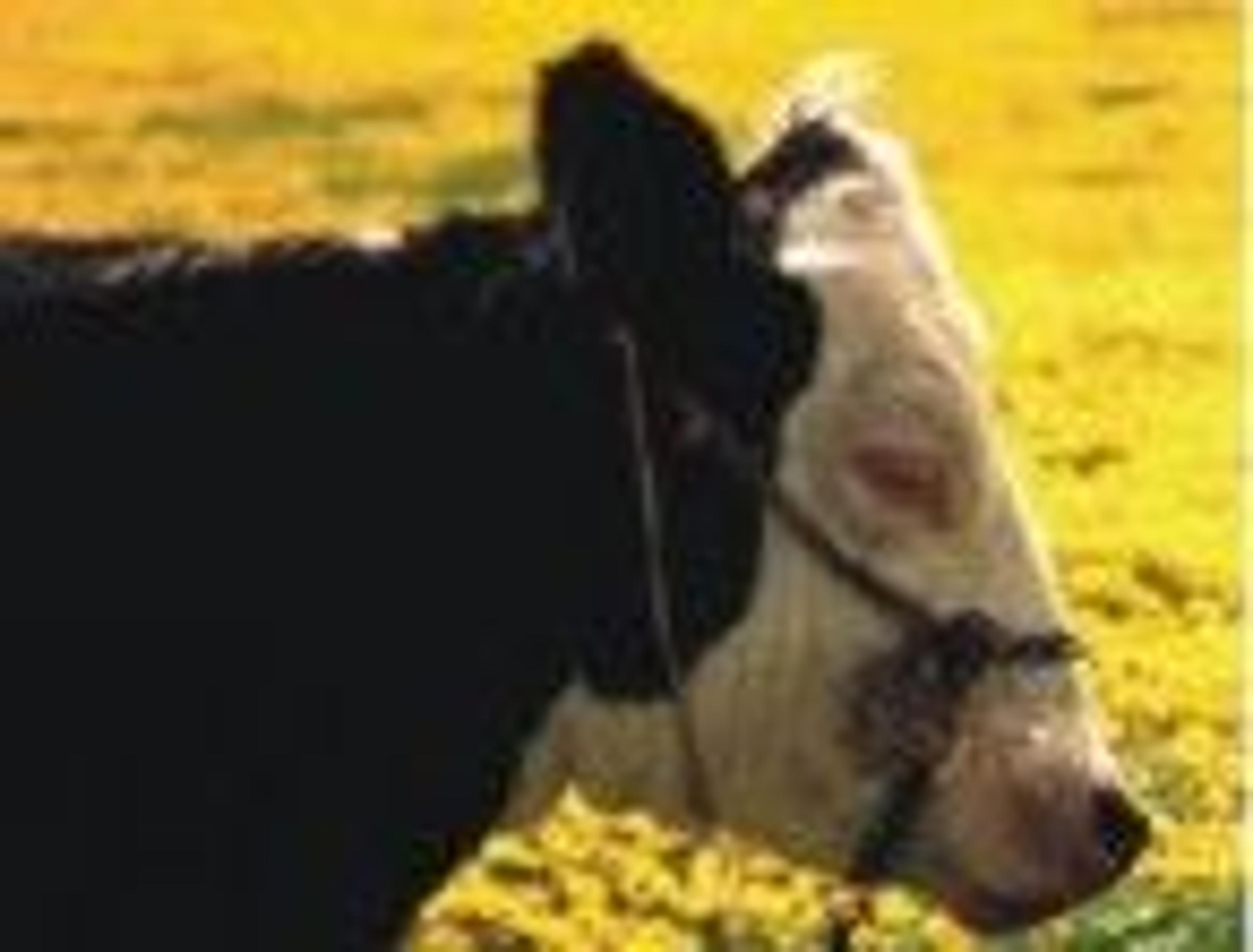 Alkaline Phosphatase - null - Life Sciences