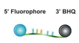 BHQplus™ Probes - LGC Biosearch Technologies - Life Sciences