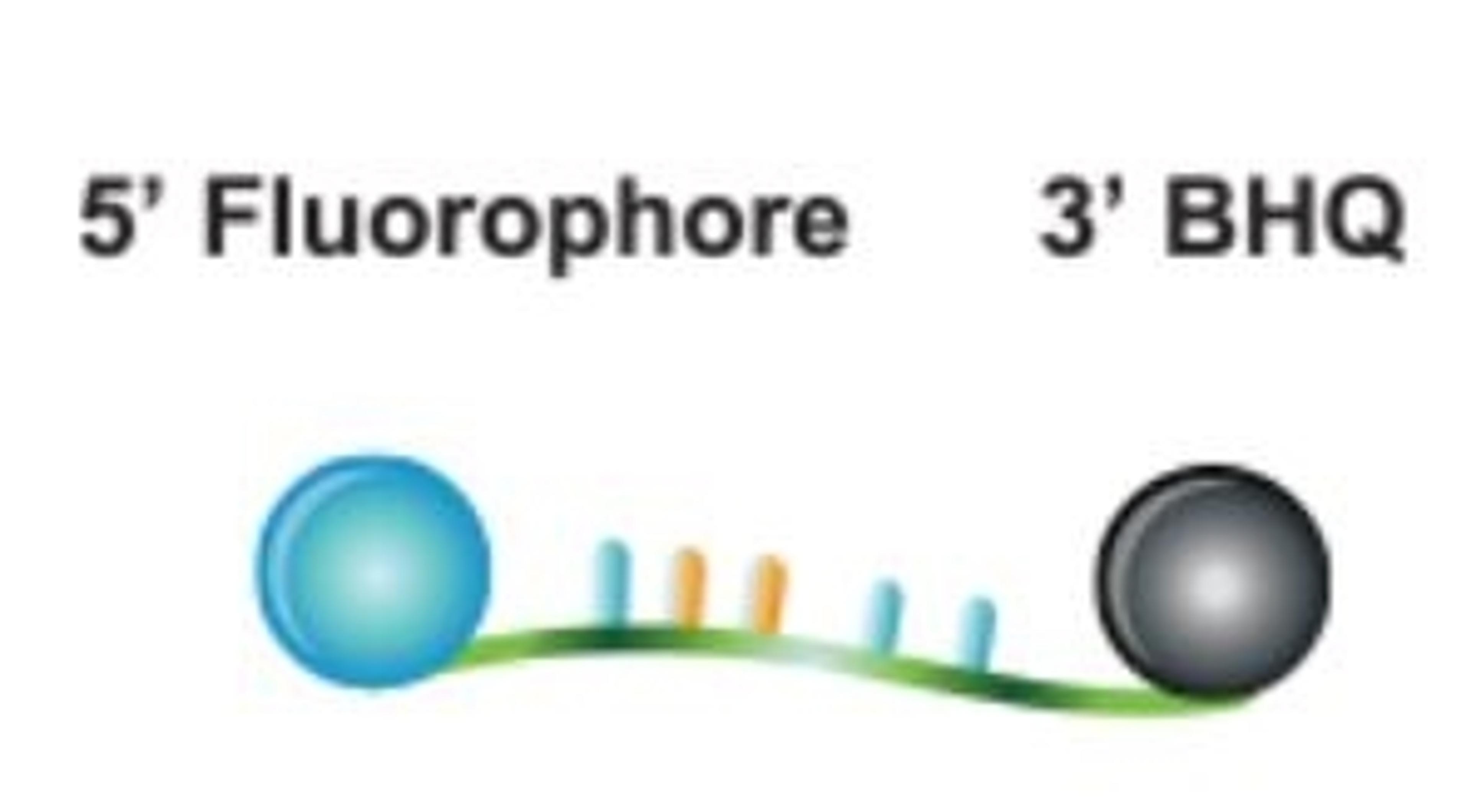 BHQplus™ Probes - LGC Biosearch Technologies - Life Sciences
