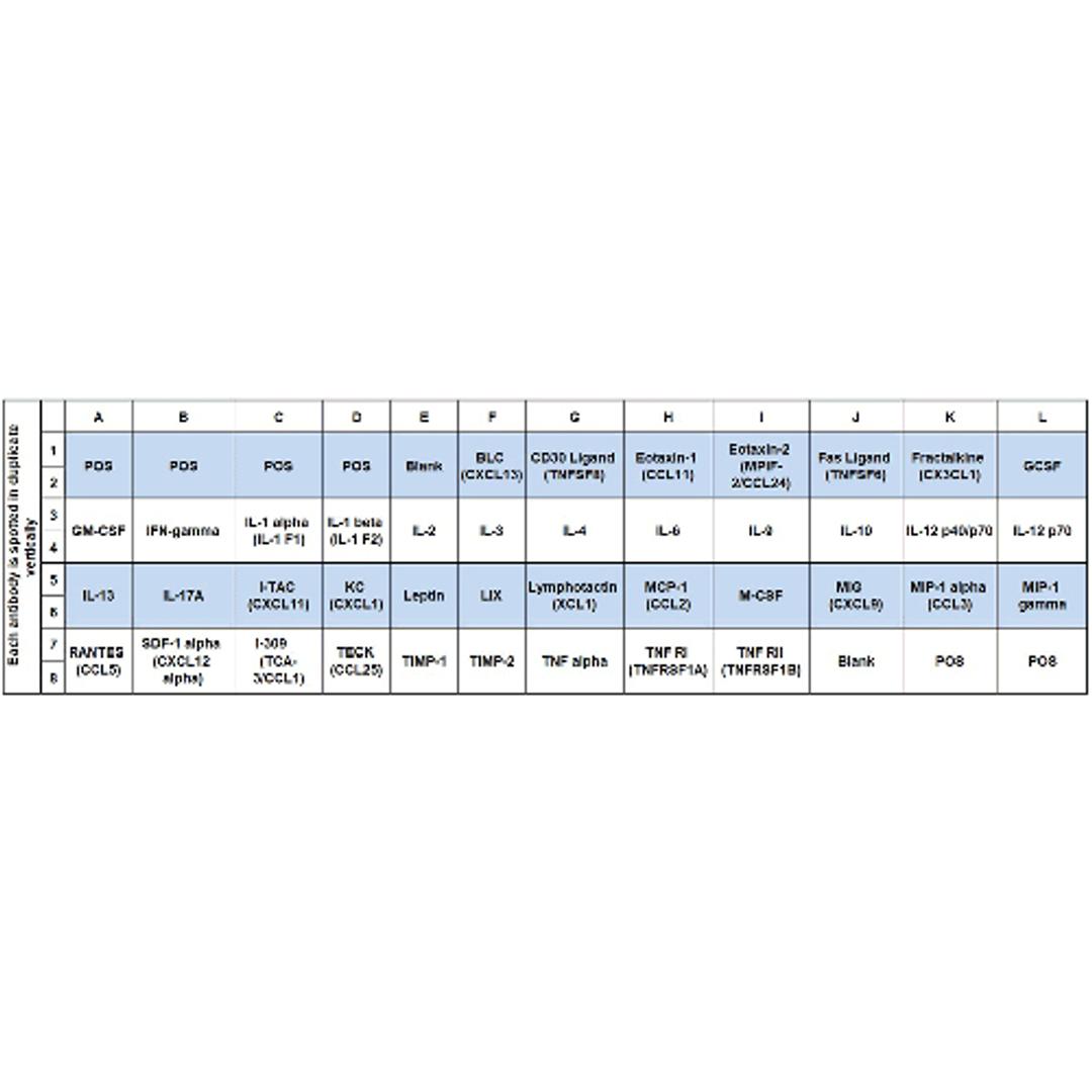 Mouse Inflammation Array C1 - RayBiotech Inc. - Life Sciences