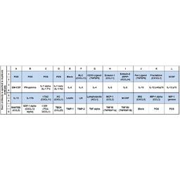 Mouse Inflammation Array C1 - RayBiotech Inc. - Life Sciences