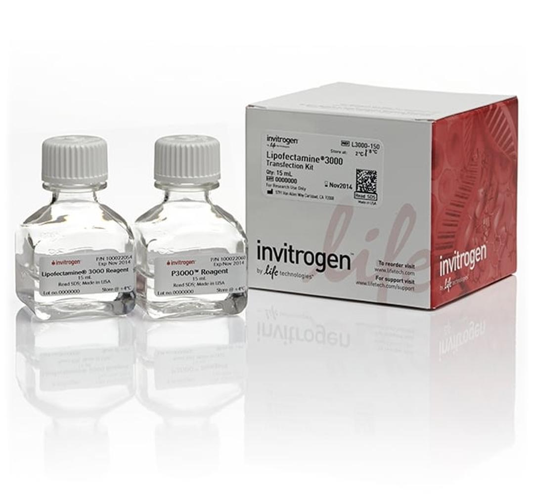 Invitrogen™ Lipofectamine® 3000 Transfection Reagent (15 mL) - Thermo Fisher Scientific - Life Sciences