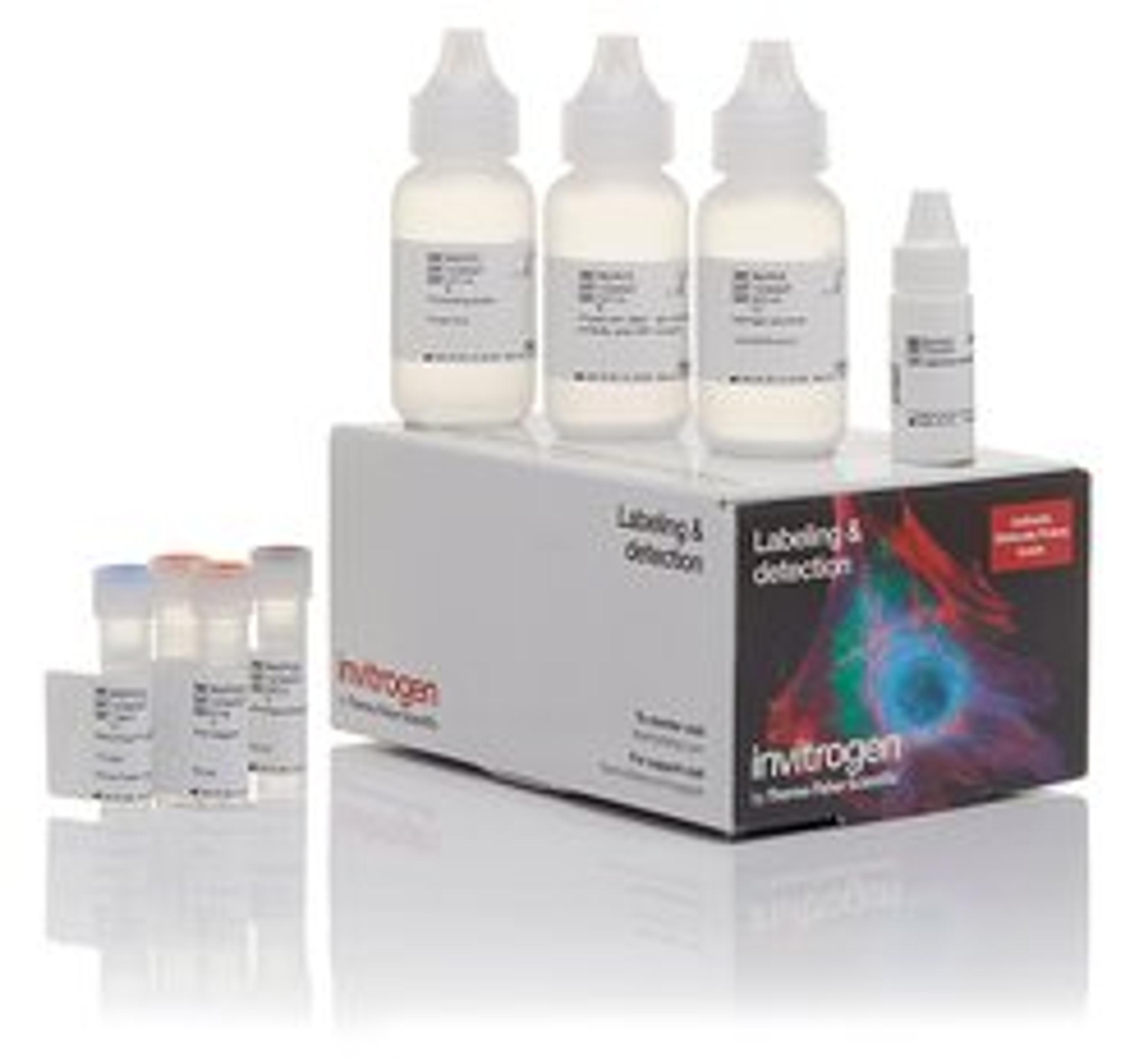Invitrogen™ Alexa Fluor™ 350 Tyramide Reagent - Thermo Fisher Scientific - Life Sciences