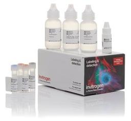 Invitrogen™ Alexa Fluor™ 350 Tyramide Reagent - Thermo Fisher Scientific - Life Sciences