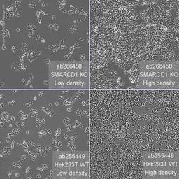 Human SMARCD1 knockout HEK293T cell line - Abcam plc - Life Sciences