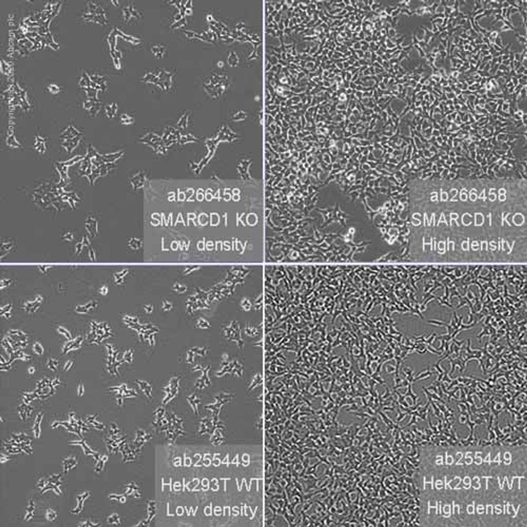 Human SMARCD1 knockout HEK293T cell line - Abcam plc - Life Sciences