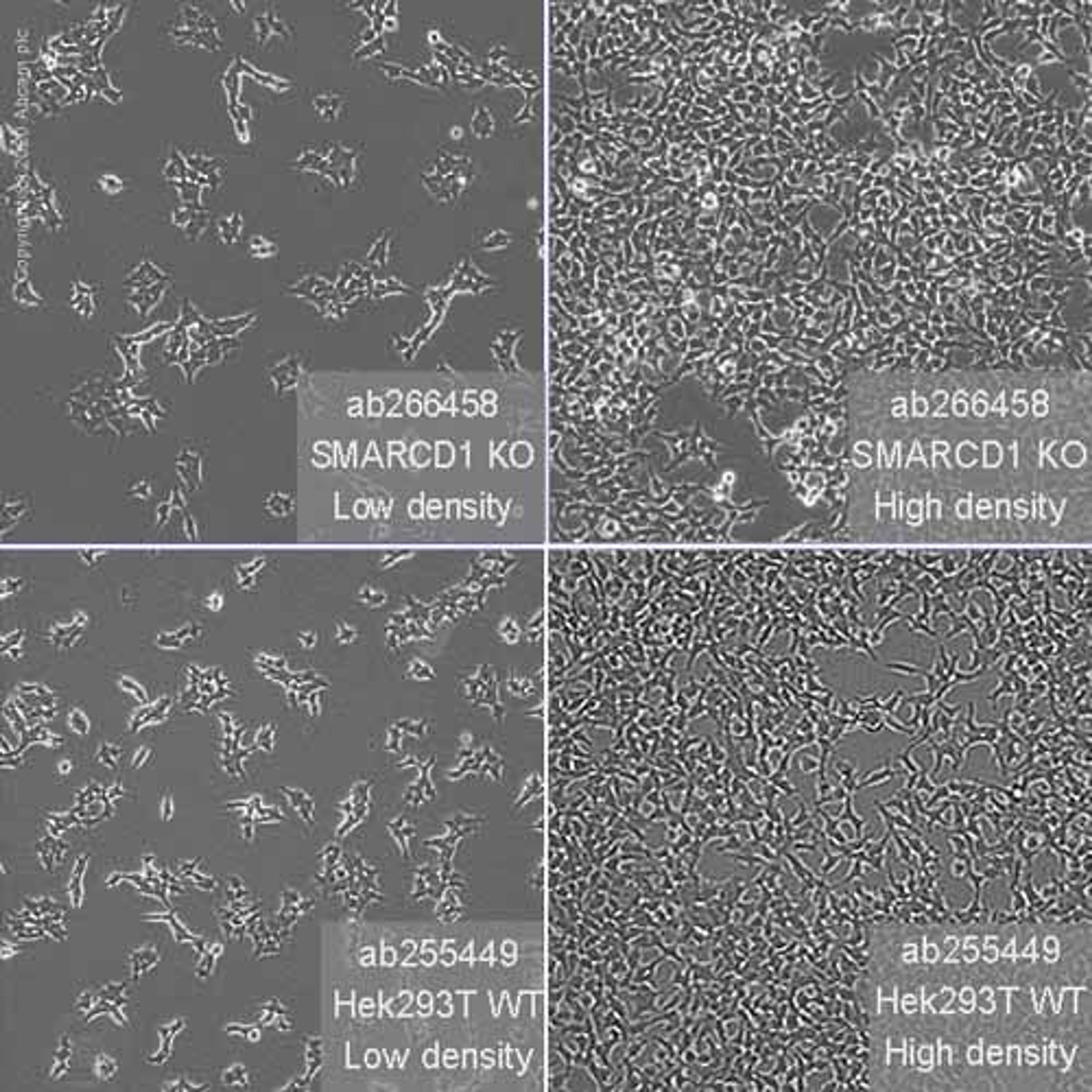 Human SMARCD1 knockout HEK293T cell line - Abcam plc - Life Sciences