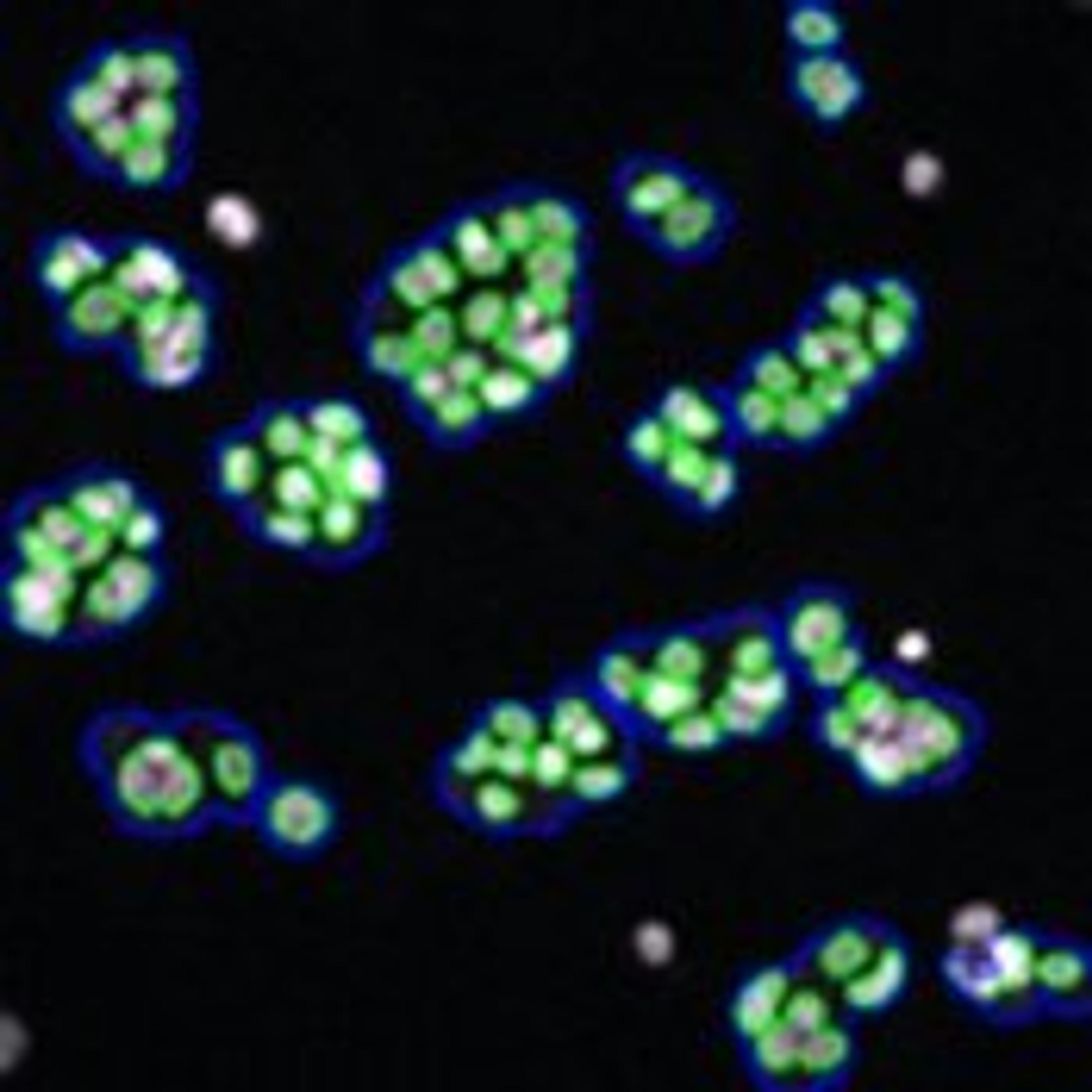 Morphology Explorer V2 Image Analysis BioApplication - null - Life Sciences