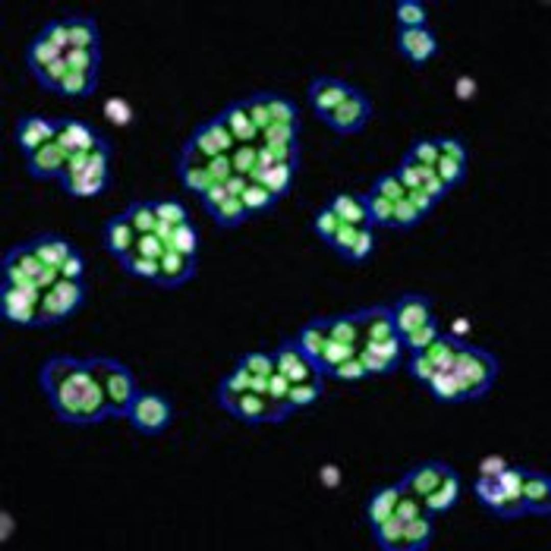 Morphology Explorer V2 Image Analysis BioApplication - null - Life Sciences