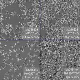 Human NR2C2 (TR4) knockout HEK293T cell line - Abcam plc - Life Sciences