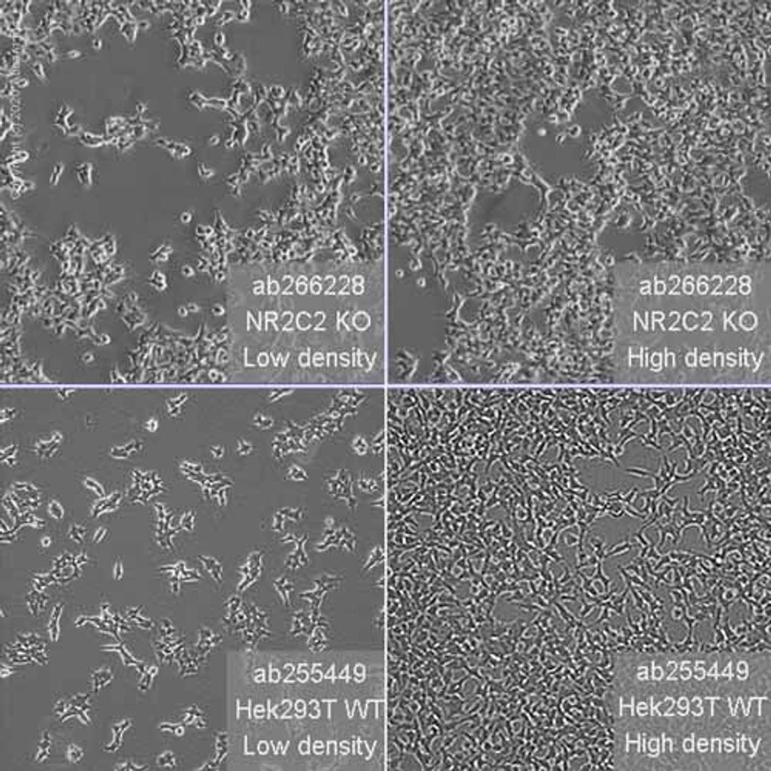 Human NR2C2 (TR4) knockout HEK293T cell line - Abcam plc - Life Sciences