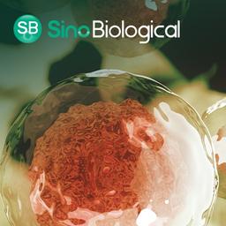 GMP-grade Cytokines - Sino Biological - Life Sciences