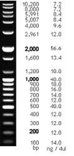 100 bp Plus DNA Ladder, 100 - 10,200 bp, 2,500 µl (80.7 ng/µl) - Bioneer - Life Sciences