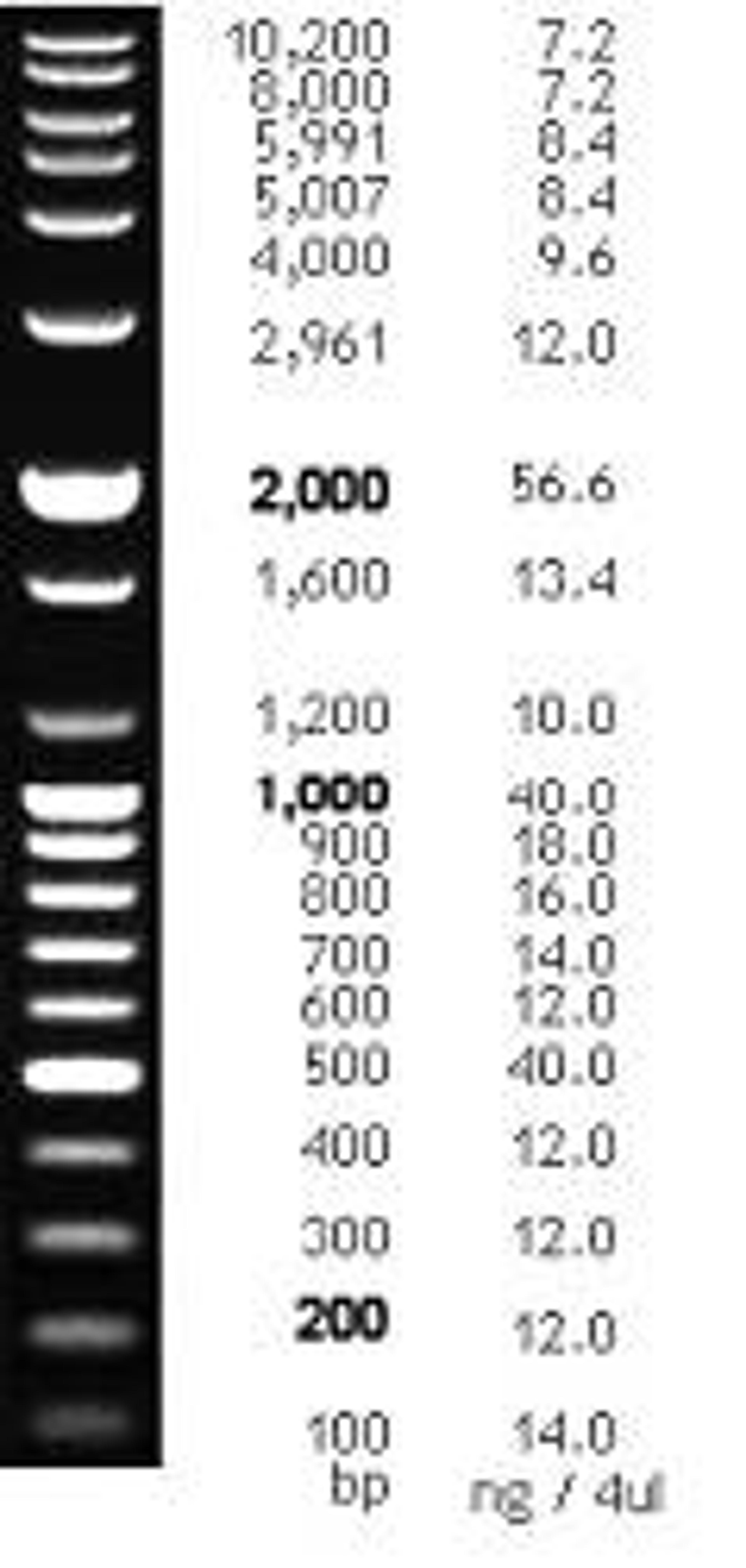 100 bp Plus DNA Ladder, 100 - 10,200 bp, 2,500 µl (80.7 ng/µl) - Bioneer - Life Sciences