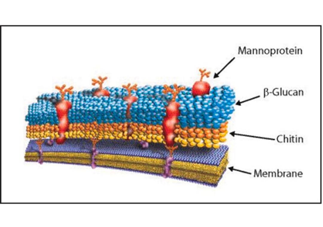 Lyticase from Arthrobacter Luteus - Merck - General Lab