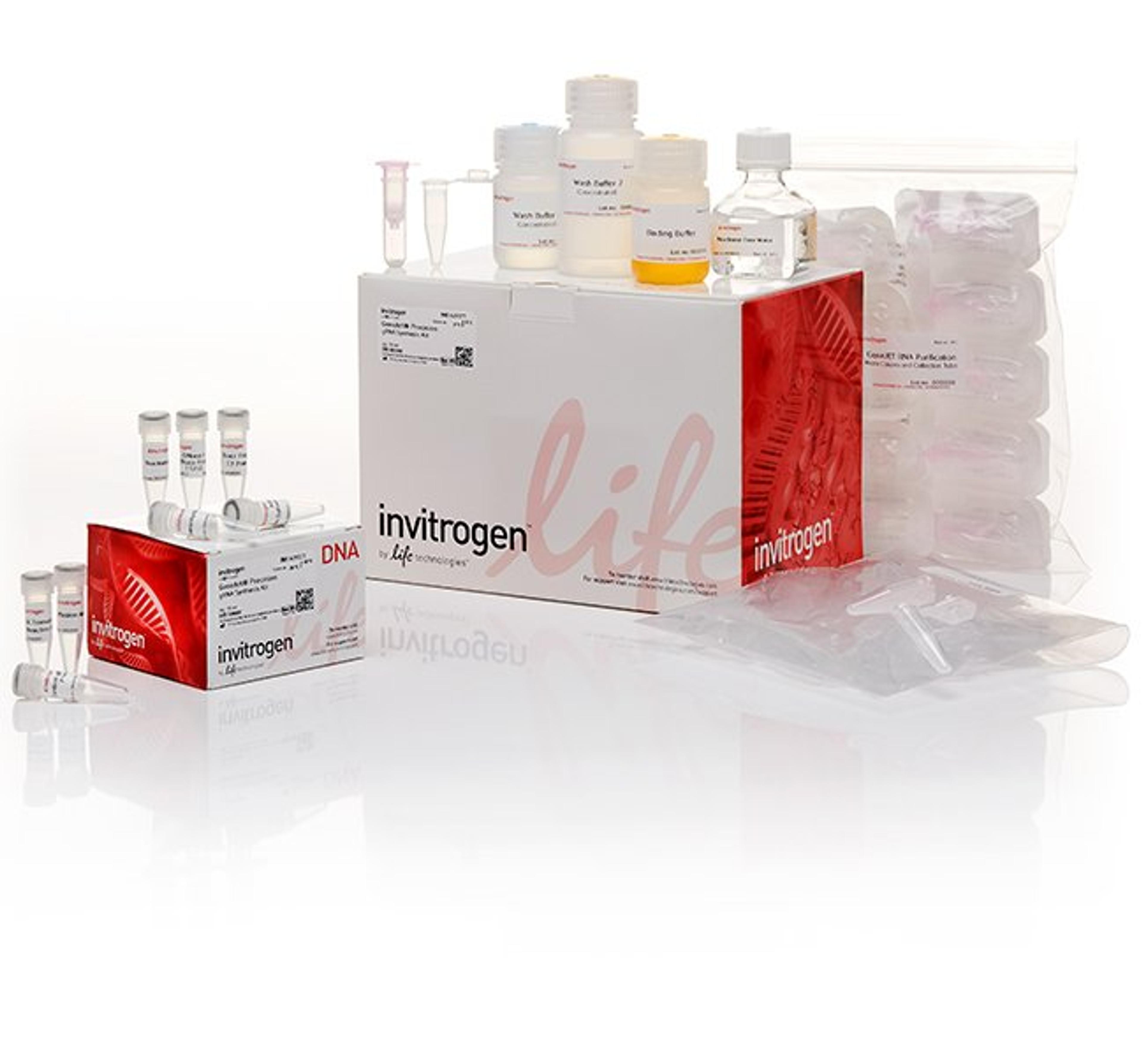 Invitrogen™ GeneArt™ Precision gRNA Synthesis Kit - Thermo Fisher Scientific