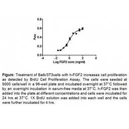 BrdU Cell Proliferation Assay Kit - BioVision Inc