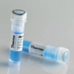 Thermo Scientific ABsolute Fast qPCR Master Mixes - Thermo Fisher Scientific - Life Sciences