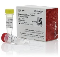 Invitrogen™ Lipofectamine® 3000 Transfection Reagent - Thermo Fisher Scientific - Life Sciences