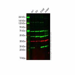 Human PAFAH1B3 knockout HEK293T cell line - Abcam plc - Life Sciences