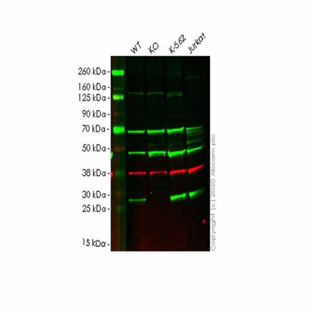Human PAFAH1B3 knockout HEK293T cell line - Abcam plc - Life Sciences