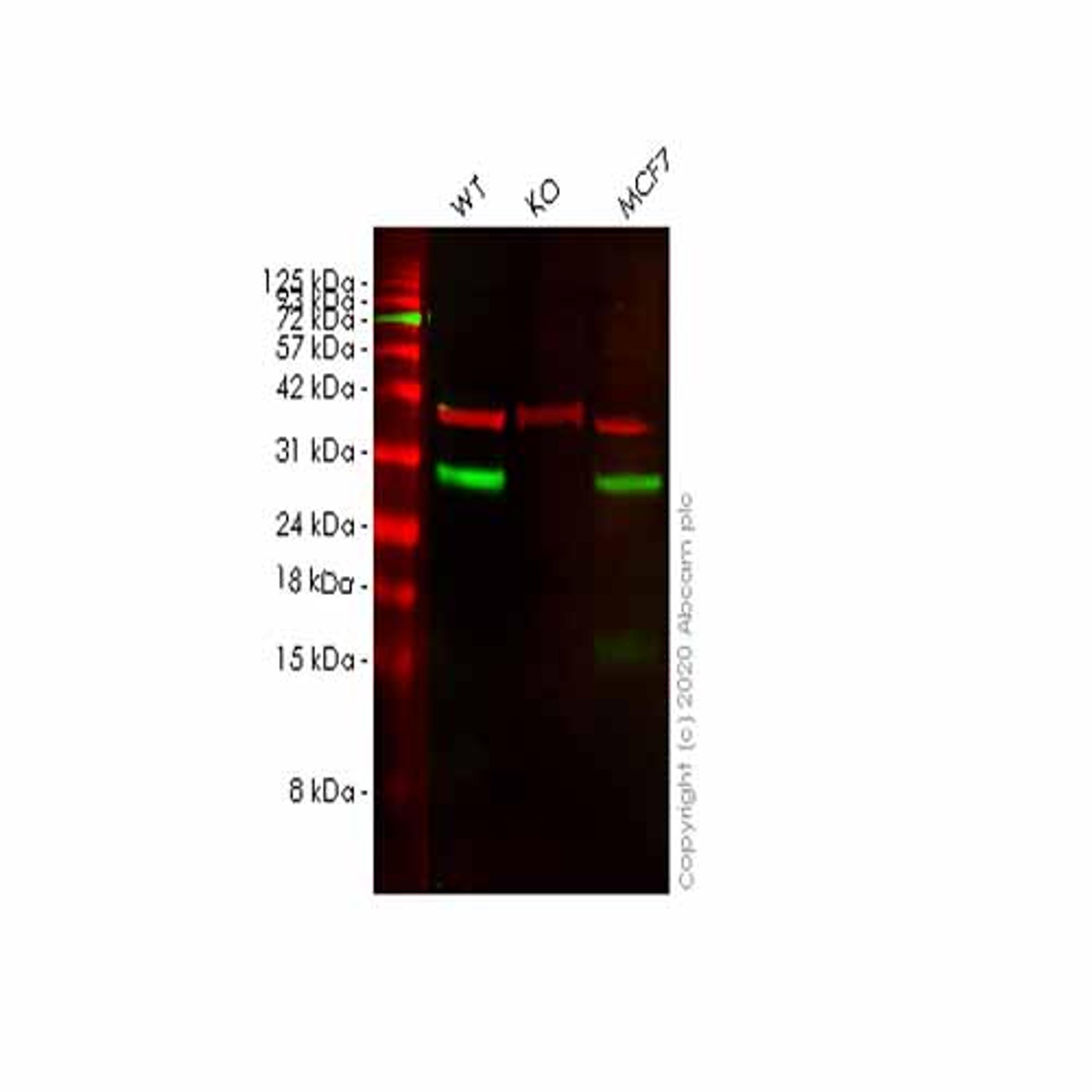 Human VTI1B knockout HeLa cell line - Abcam plc - Life Sciences