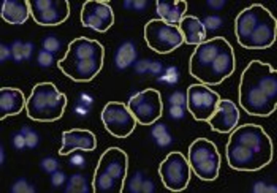 Micronucleus V2 Image Analysis BioApplication for Genotoxicity - null - Lab Informatics