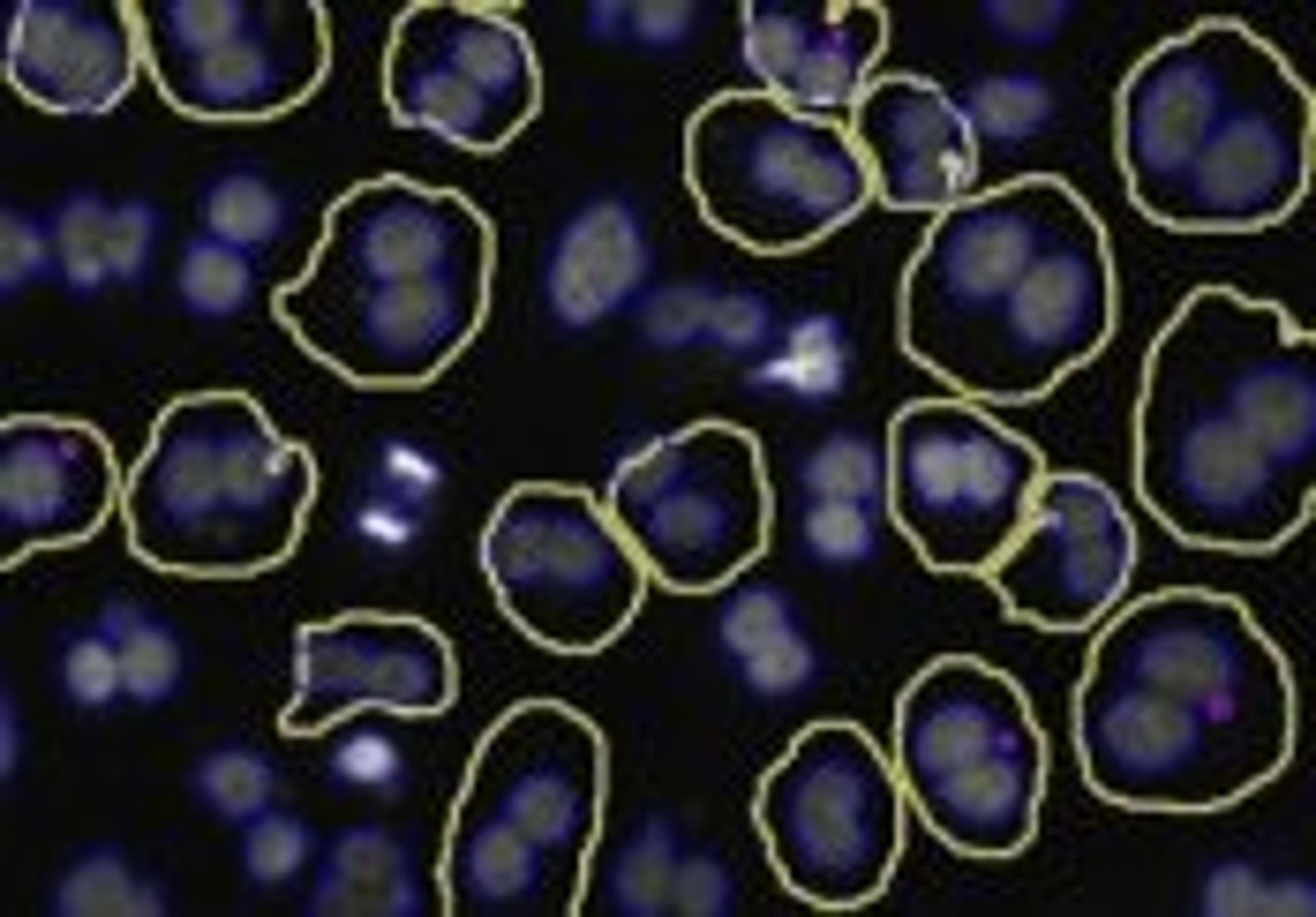 Micronucleus V2 Image Analysis BioApplication for Genotoxicity - null - Lab Informatics