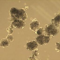 3dGRO Spheroid Medium - Merck - Life Sciences