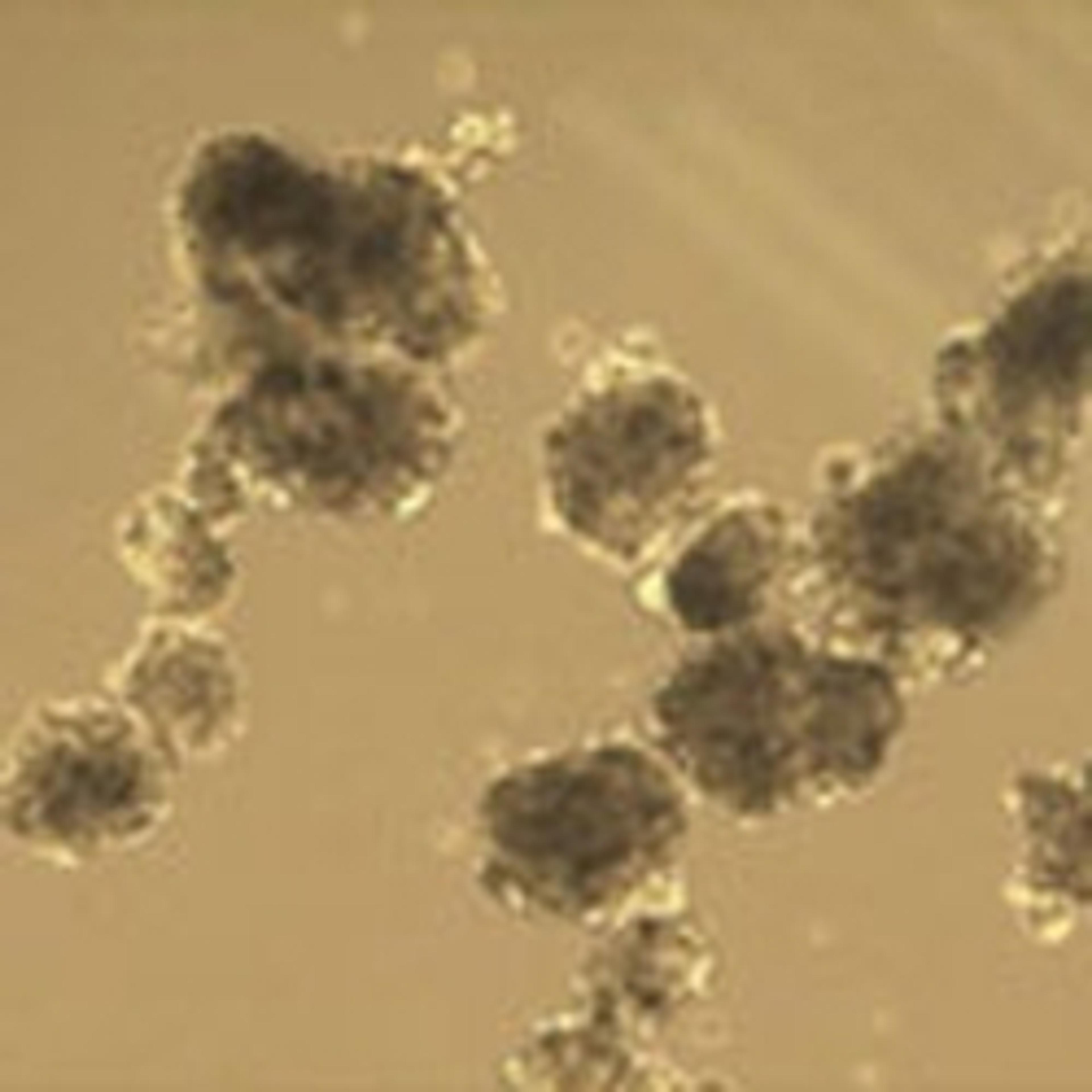 3dGRO Spheroid Medium - Merck - Life Sciences