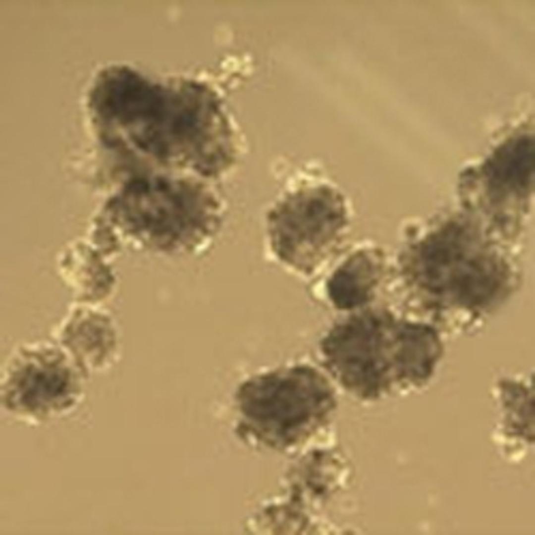 3dGRO Spheroid Medium - Merck - Life Sciences